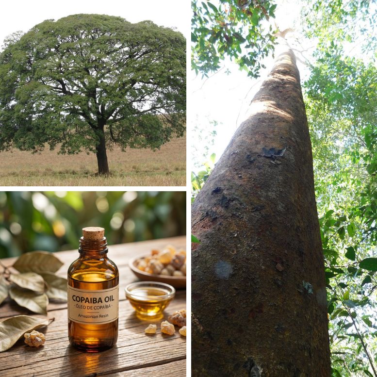 Copaiba tree