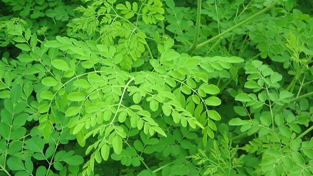 moringa leafs 