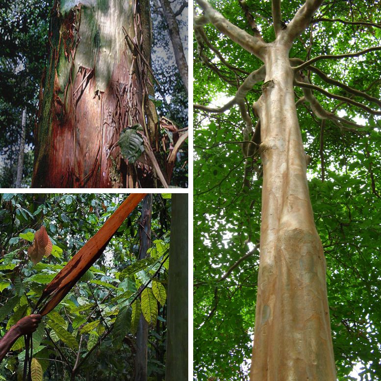 Rapé Mulateiro tree