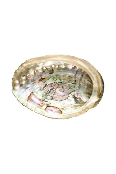 Bild für Ausziehbare Muschel Abalone